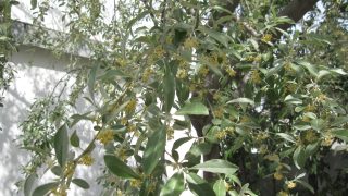 Thumbnail of post image 111